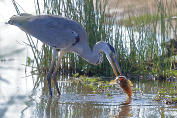 Afrikanischer Graureiher / Grey heron / Ardea cinerea