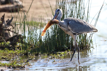 Afrikanischer Graureiher / Grey heron / Ardea cinerea