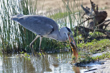 Afrikanischer Graureiher / Grey heron / Ardea cinerea
