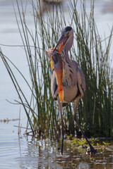 Afrikanischer Graureiher / Grey heron / Ardea cinerea