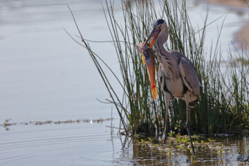 Afrikanischer Graureiher / Grey heron / Ardea cinerea