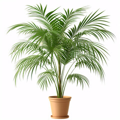 Obraz premium Tropical Retreat: A Lush Parlor Palm Flourishing in a Classic Terra Cotta Pot, isolated on white background with full depth of field and deep focus fusion 