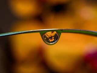 An image of a lily in a drop of water © Jirka