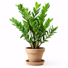 Green Haven: Lustrous ZZ Plant Nestled in a Stylish Grey Planter, isolated on white background with full depth of field and deep focus fusion
