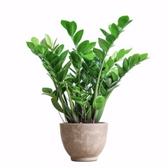 Green Haven: Lustrous ZZ Plant Nestled in a Stylish Grey Planter, isolated on white background with full depth of field and deep focus fusion
