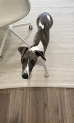 Cute dog white gray whippet at home