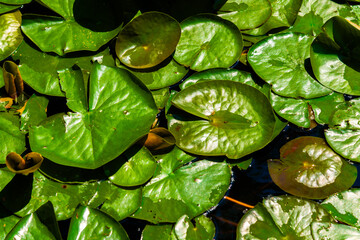 Beautiful aquatic plants water lilies or lotus flower floating on tranquil water in a pond at the city botanical gardens Bremen, Germany. - obrazy, fototapety, plakaty