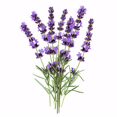 Lavender Blossoms in Full Bloom: Aromatic and Serene  isolated on white background with full depth of field and deep focus fusion