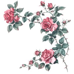 Floral illustration featuring delicate roses and leaves on a white backdrop