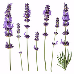 Lavender Blossoms in Full Bloom: Aromatic and Serene  isolated on white background with full depth...