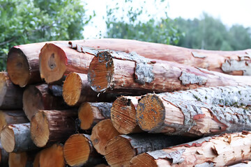 Cut logs close up. Chopped firewood in the countryside.
