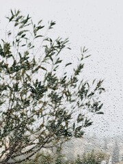 Raindrops on the glass. View from the window.