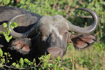 Kaffernbüffel / African buffalo / Syncerus caffer