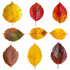 Autumnal Mosaic: A Collection of Vibrant Fall Leaves in a Spectrum of Colors, isolated on white background with full depth of field and deep focus fusion
