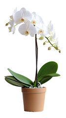 Naklejka na ściany i meble A beautiful white orchid with blossoming flowers and green leaves, potted in a simple brown container, isolated on a white background.