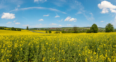 Spring rapeseed yellow blooming fields - obrazy, fototapety, plakaty