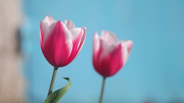 tulips. unusual tulips in the garden. Wild Red Data Book tulips Greig in the fields of Kazakhstan. Spring flowers under the rays of sunlight. Beautiful landscape of nature. Hi spring.