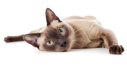 Adorable chocolate point Burmese cat kitten, laying down facing front. Looking towards camera. Isolated on a white background. - obrazy, fototapety, plakaty