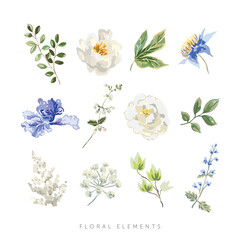 Peony, rose, light blue clematis flower, green leaves, white background. Set of the floral elements. Vector illustration. Romantic garden. Summer nature. Wedding design