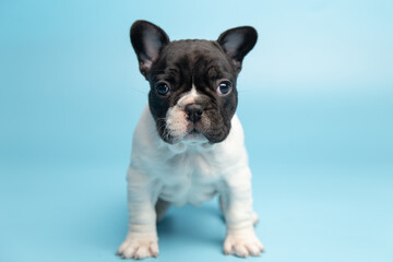 cute funny black and white french bulldog puppy on blue background looking at the camera with place for text and copy space banner. funny animals concept