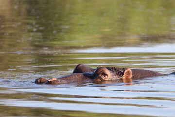 Fototapeta premium Flußpferd / Hippopotamus / Hippopotamus amphibius