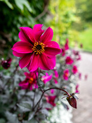 dahlia "Bishop of Canterbury" flower with blurred background