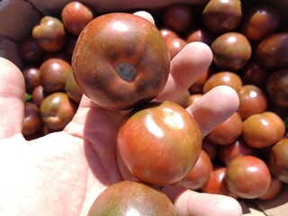 black tomatoes in a box. 4k video.Appetizing black cocktail tomatoes in a plastic box on a white background. Organic summer harvest. Small organic cocktail tomatoes in a transparent box.