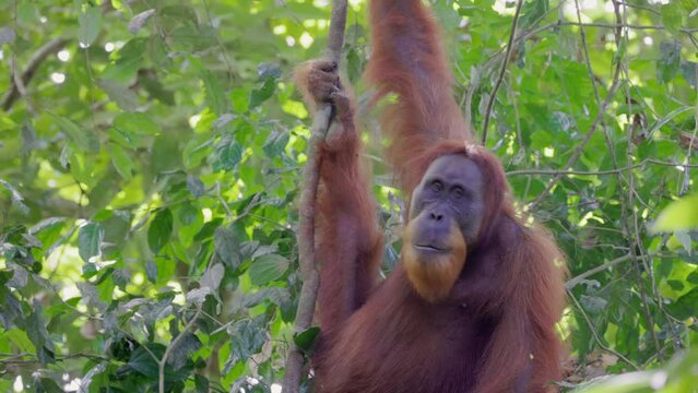 a close up of a male orangutan hanging from a vine in the rainforest of gunung leuser national park on sumatra, indonesia