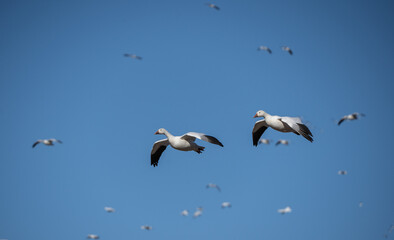 Snow geese (Anser caerulescens) fly against a blue-sky background on spring migration North stop at Middle Creek Wildlife Management Area in Lancaster County, Pennsylvania 