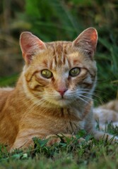 Obraz premium cat on grass