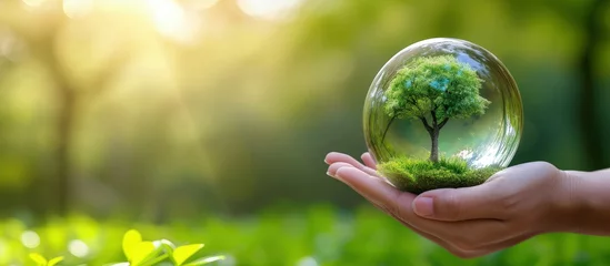 Fotobehang Human hand holding transparent glass globe with growing tree on nature green blur background. © artpray