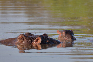 Flußpferd / Hippopotamus / Hippopotamus amphibius