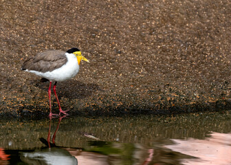 Masked Lapwing (Vanellus miles) in Australia
