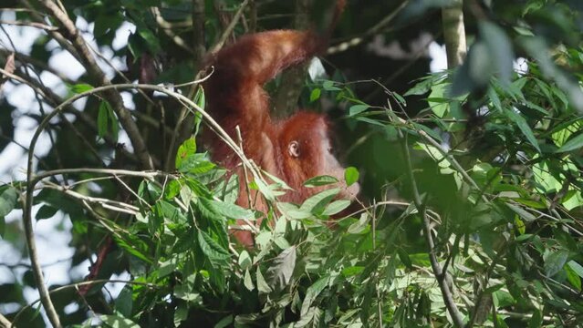 an orangutan builds a day nest in the rainforest canopy of gunung leuser national park on sumatra, indonesia