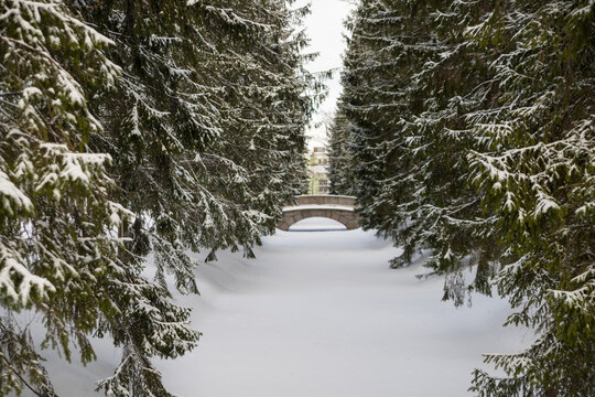 Pine trees covered with snow against the background of the bridge over the canal in the Catherine Park of Tsarskoye Selo in winter. The city of Pushkin. Saint-Petersburg. Russia