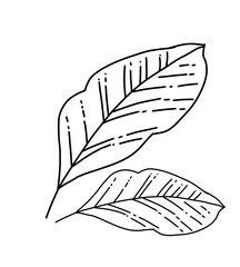feather pen drawing plant leaves monoline aesthetic 