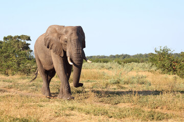 Afrikanischer Elefant / African elephant / Loxodonta africana