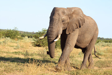 Obraz premium Afrikanischer Elefant / African elephant / Loxodonta africana