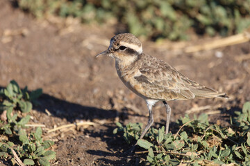 Hirtenregenpfeifer / Kittlitz's plover / Charadrius pecuarius