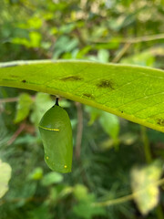 Monarch Butterfly (Danaus plexippus) chrysalis hanging from green leaf