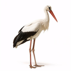 Countryside Stork Bird