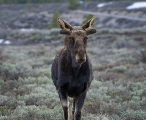 BULL MOOSE, GRAND TETON