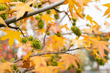 Blurred image of branches with yellowed leaves in a park.