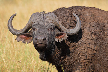 Obraz premium Kaffernbüffel / African buffalo / Syncerus caffer