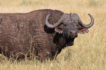 Kaffernbüffel / African buffalo / Syncerus caffer