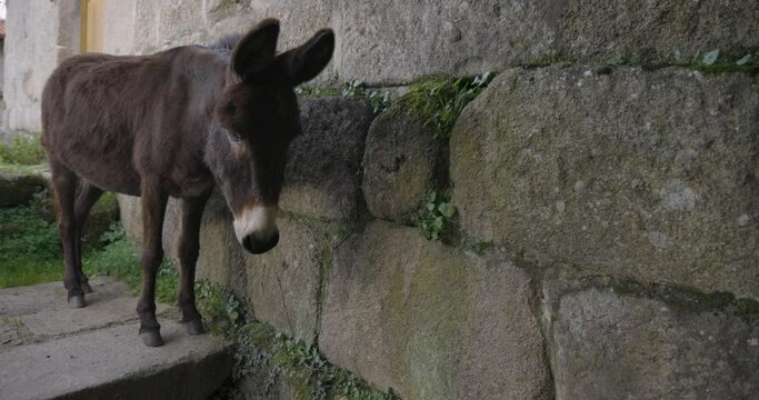 Closeup of herd of curious donkeys. Cute pack of brown mules looking.