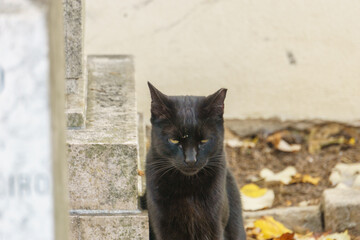 a black stray cat on graveyard besides a grave tombstone