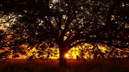 Sunset through an oak silhouette against golden sky