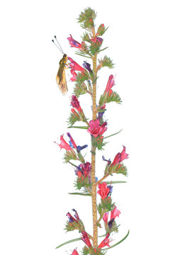 Libelloides longicornis on Viper's Bugloss Plant