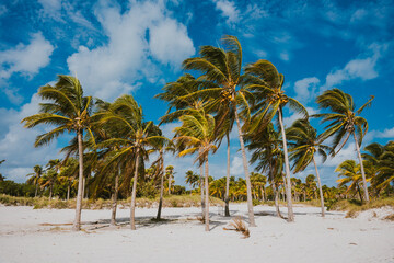 Palm Trees and Blue Skies at Miami Beach